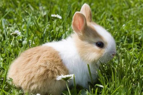 9月份属兔运势如何？