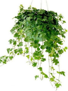 在自家园中种植树木，对风水有何影响？