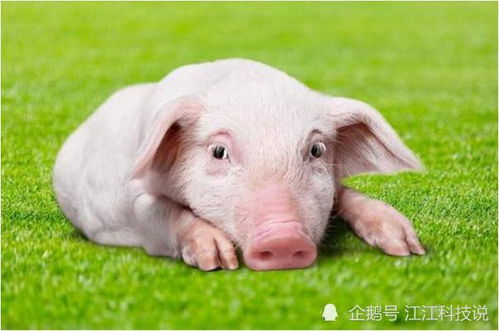 一月诞生属猪者
