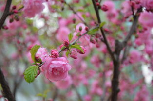 春季百花盛开时，哪个生肖与之最为和谐，春季百花指的是哪种动物呢？