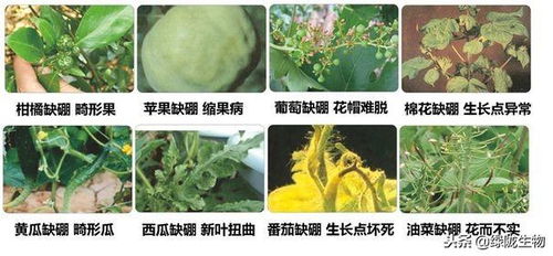 冬至和农作物收成的关系