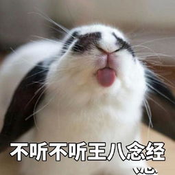 较小兔子，你害怕了吗？不容简单道你不了解，我在这里陪着你吗？