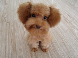 泰迪与三十：嘲笑还是友谊？