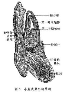 囊里藏锥是哪位生肖的象征？