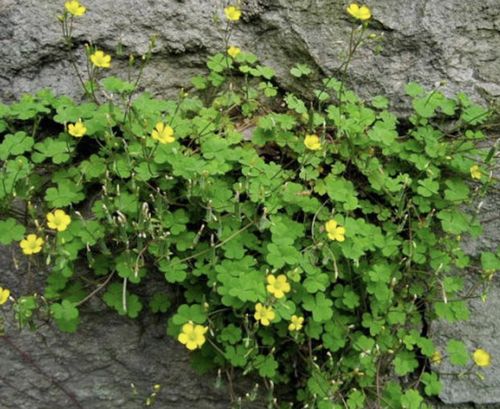 三、 草薋（Cytisus sp./沼泽植被）之定义、分布与生态功能