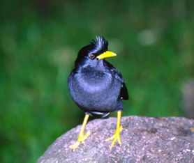 一、 八哥模仿能力的生物学基础：遗传与环境的双重作用