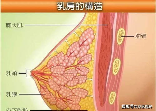 为什么有的人胸部较小而有的人胸部较大，这是否与所谓的胸有少奶奶命有关？