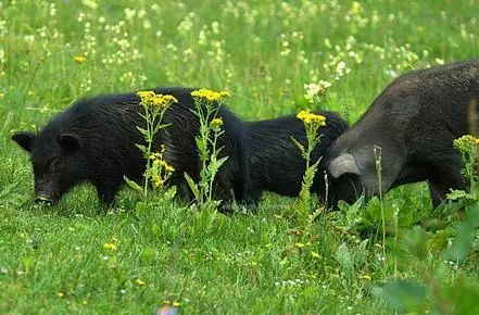 属猪的人明年是否会犯太岁？今年运势如何？