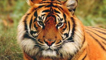 ：风水布局的宏观语境与核心意义