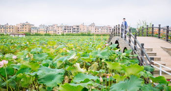 悦莲庄园门票优惠预订：一场说走就走的坑爹之旅
