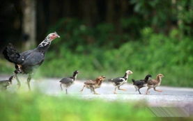 五花八门的动物是哪位生肖？