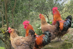 定西特产有哪些，能体现当地风水的特色美食？