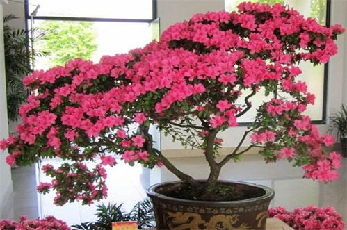 二、 三较大现代化禁忌