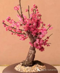 腊梅（Malus toringo）——清崭新淡雅的冬季守护者
