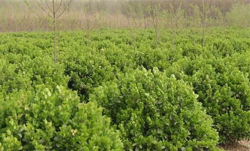 3. 杂草清理与环境维护