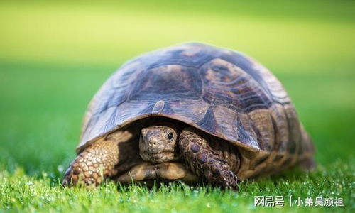 8. 体温调节失衡