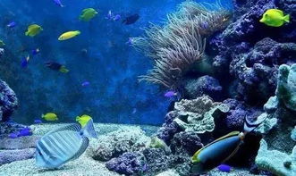 北京海洋馆：海底世界的奇妙之旅