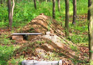 三、处理坟头马蜂的骚操作