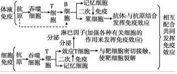 二、 实证探究体现：禅修对免疫力与专注力之双沉重提升
