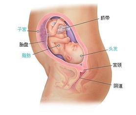 胃口改变——怀孕期间常见症状之一