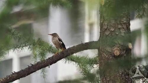 第三招：听鸟叫声 (免费又有效!)