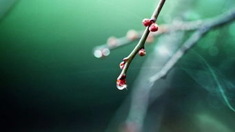 身似春蚕代表哪个生肖？冬去春来发绿芽形容哪个生肖？