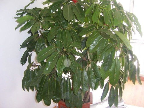 二、  办公及商业环境中的招财树布局策略