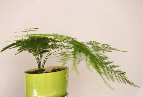 文竹突然开花预示什么吉凶？为何不宜家中养文竹？