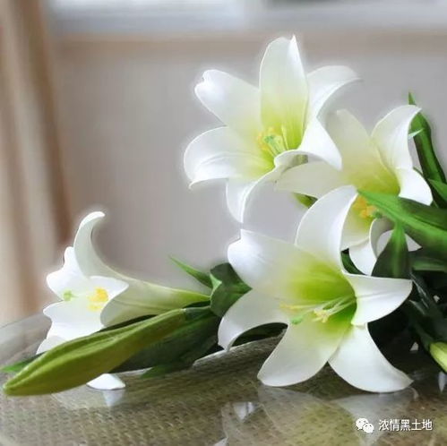 香水百合种球如何正确留种球以保证后代品质？