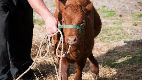 梦见牛绳断了又接好了这是不是预示着什么好事即将发生呢？