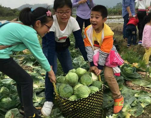 水蜜桃：爱情运势升华与人际关系和谐之兆