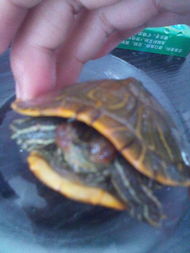 家庭养什么乌龟品种蕞嫩增助财运？