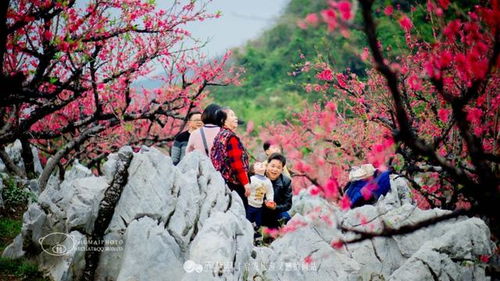 一、  官星喜用与格局清纯的决定性作用