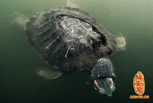 震惊！摘黄瓜竟是爱情毒药？