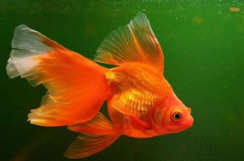 一、  ：金鱼文化在国学风水体系中的本体论地位及其地域性表征