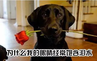 一、 以牺牲奉献为核心实际价值观的双鱼座