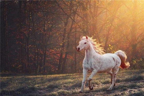 2002年属马人2026年农历十二月健康运势如何？