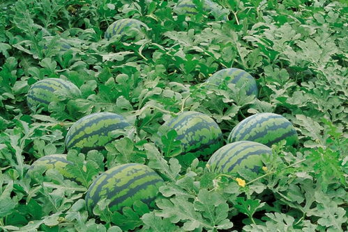 梦见西瓜苗预示着什么？是好是坏？