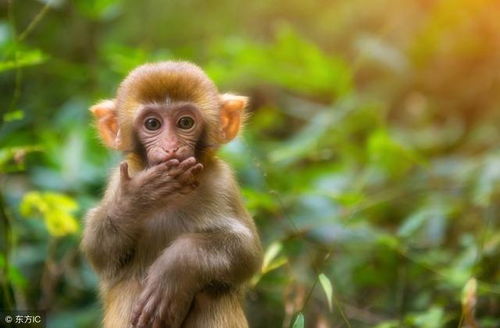 2026年出生属猴的人感情运势如何？