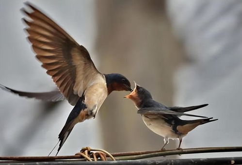 3.3 注意事项：避免误读与焦虑蔓延