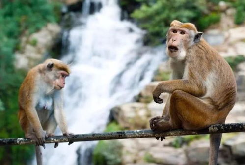 2026年属猴刑太岁和2025年属猴手链分别代表什么含义？