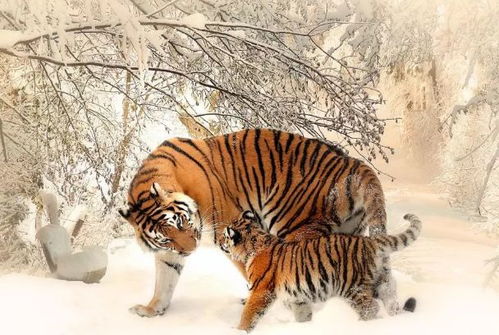 2026年2月属虎搬家吉日具体是哪几天呢？