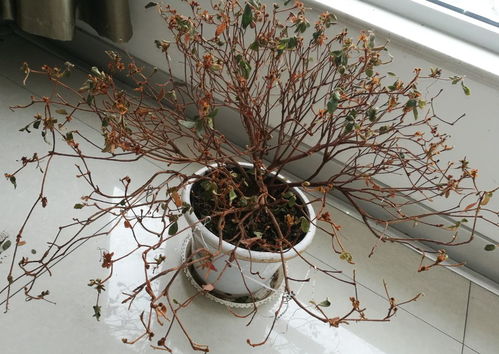 夹竹桃之隐忧：智力衰退与健康风险