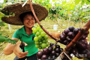 笑死！葡萄竟然代表这么多东西！