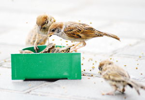 一、 现象概述与动物学解读