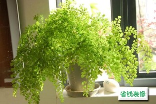 1. 植物屏障：以带刺植物为主