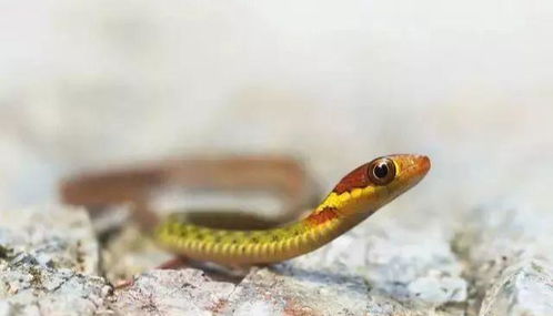 2026年6月20日出生属蛇的人，36岁那年的财运状况如何？