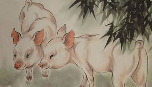 属猪人2026年将迎来哪些幸运事？适合赠予属猪人的礼物有哪些推荐？