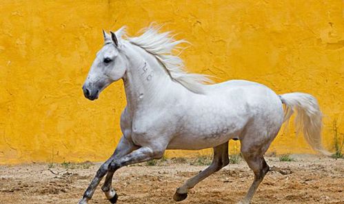 属马的人2025年属虎的贵人运势如何？