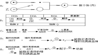 (3) 张某家族成员车祸相关连环疾病—跨境医学观察报告